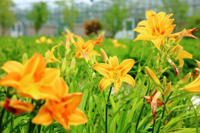 校地攜手讓小小萱草花釋放大能量。學校供圖